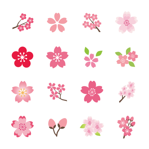 沢山の品種がある桜。新しい品種もあります。