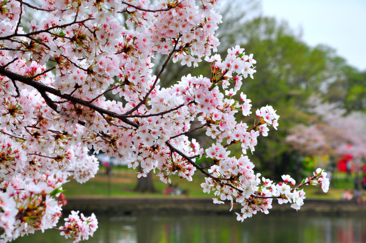 平年より5日早く開花した都内。日本人にとって大切な花、桜のあまり知られていない情報をご紹介します。