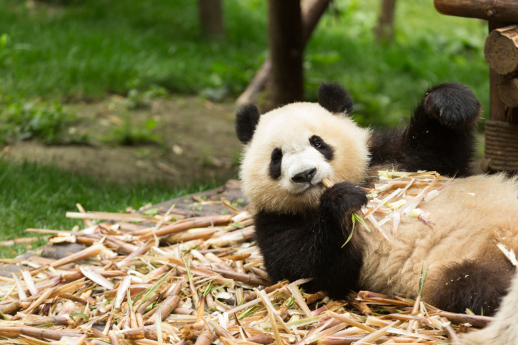 現在は2017年6月に生まれた仔を含め9頭のパンダが日本国内にいます。