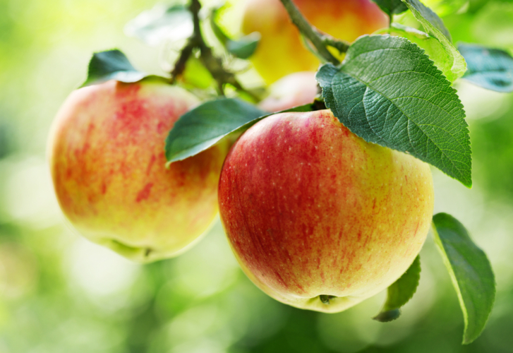 りんごも尿のアルカリ化を促します。