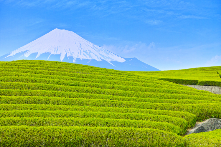 日本人なら緑茶やろ！