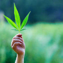 なぜ、大麻合法化がトレンドになっているのか？